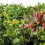 Dekor-Paneel JanglModular Flora mit grünen Blättern, gelben Blüten und roten Akzenten für Wandgestaltung.