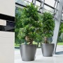 Lechuza Classico Premium Pflanzgefäß, Ø 60 cm, Anthrazit metallic, mit zwei Pflanzen.