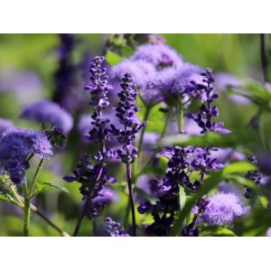 Blühender, violetter Mehlsalbei (Salvia far.) im Topf, Nahaufnahme.