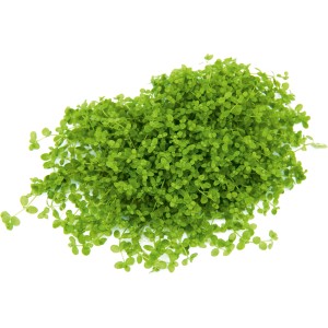 Dennerle Aquariumpflanze Micranthemum Montecarlo, grüne Vordergrundpflanze für Nano Cubes und Aquascaping.