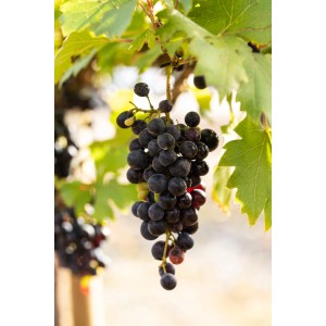 Nahaufnahme einer reifen, dunklen Tafeltraube (Vitis vinifera) am Rebstock.