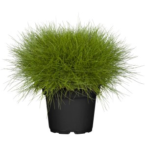 Bärenfell Schwingel 'Ami Green' im Topf, ein dekoratives Ziergras für sonnige Standorte.