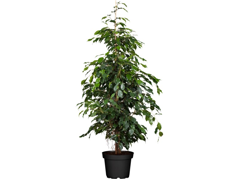 Birkenfeige TopfØ ca. 21 cm Ficus benjamina kaufen bei OBI