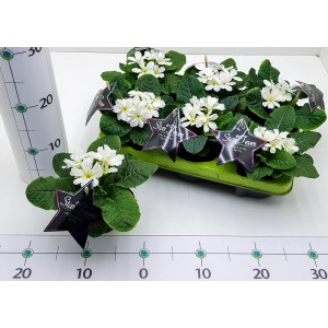 Weiße Stern-Primel Starfever im Topf, Frühjahrsblüher für Beet und Balkon.