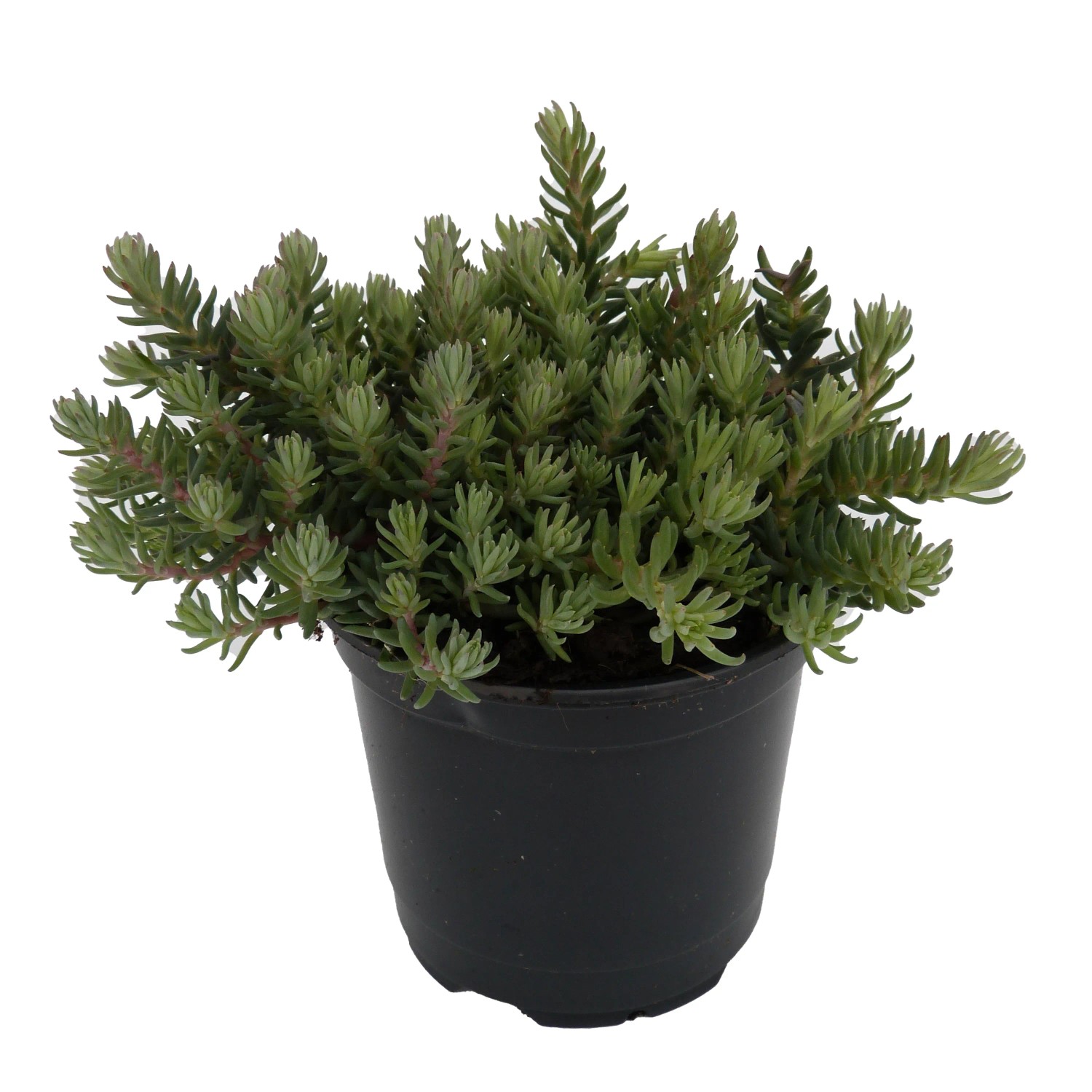 Garten-Fettblatt Topf- ca. 11 cm Sedum reflexum kaufen bei OBI