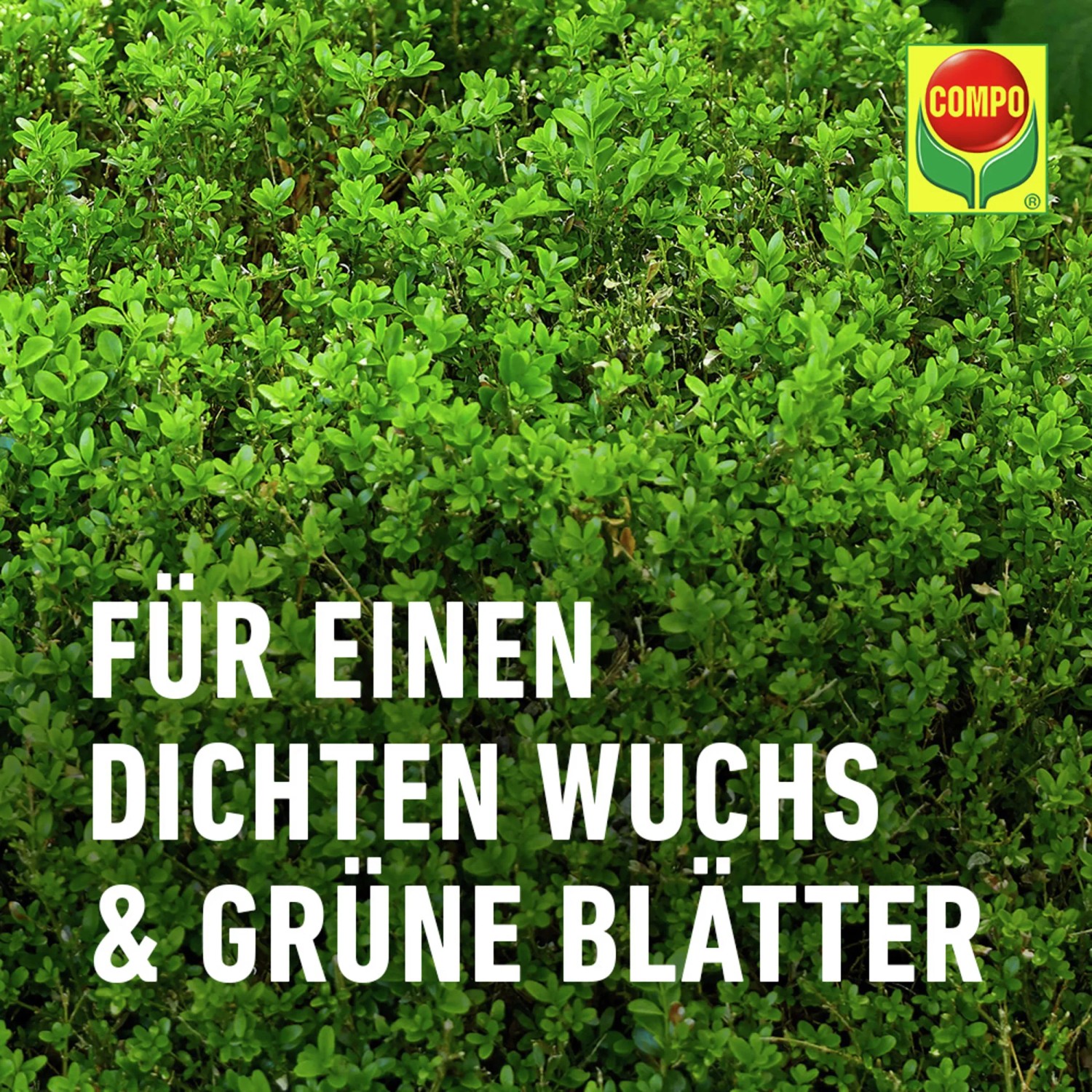 Compo Buchsbaum- und Ilexdnger 1 l kaufen bei OBI