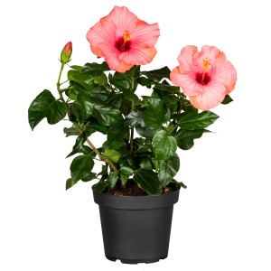 GROW by OBI Hibiskus im Topf, ca. 50cm hoch, mit rosa Blüten. Blühende Kübelpflanze für Terrasse und Balkon.