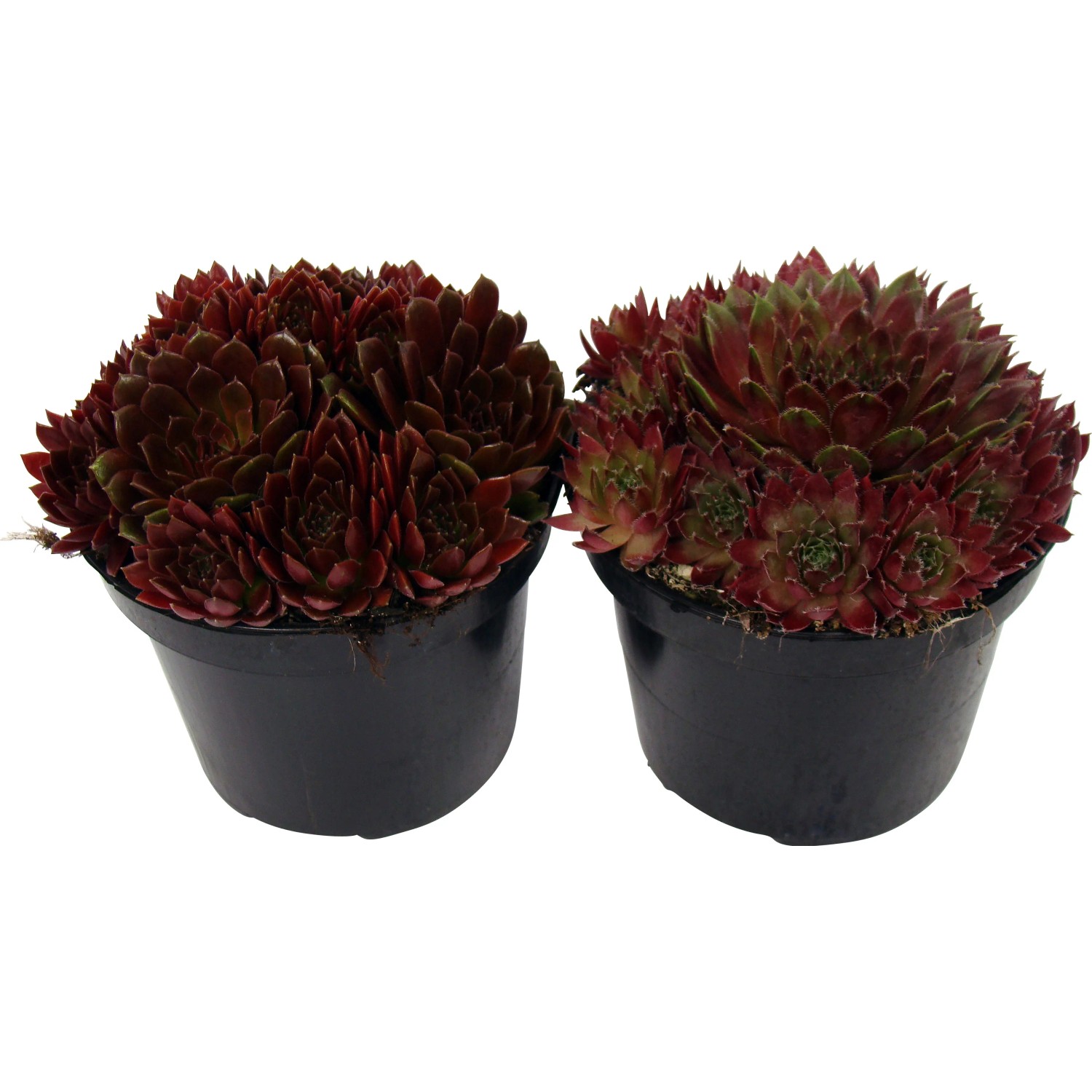 OBI Hauswurz Rot Topf- ca. 12 cm Sempervivum kaufen bei OBI