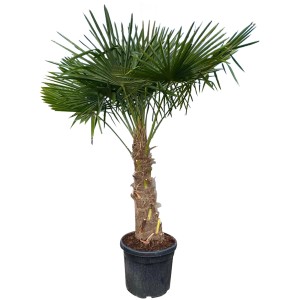 Große Hanfpalme (ca. 180-200 cm) im Topf. Kübelpflanze für Terrasse und Garten.