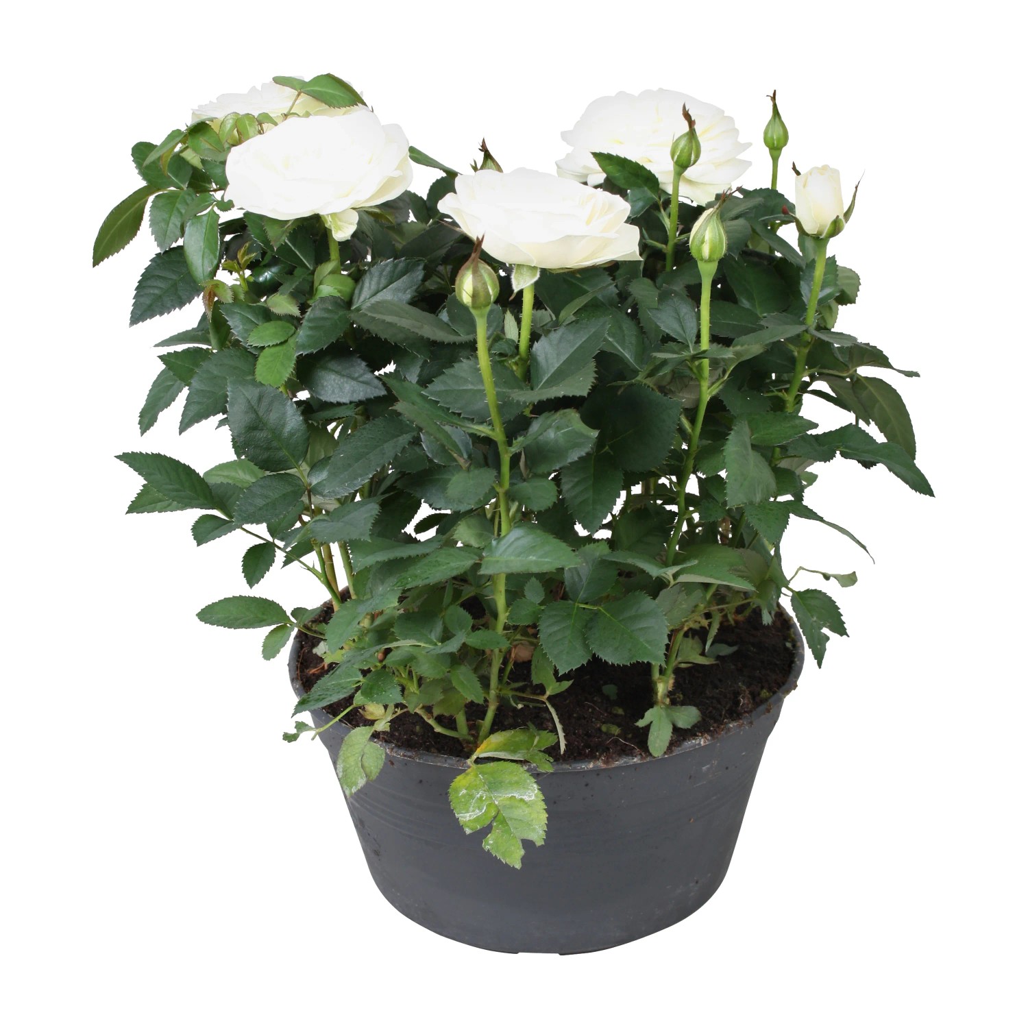 zimmerpflanzen friedenslilie Spathiphyllum im Keramiktopf Friedenslilie Zimmerpflanze Ø12cm main image 0