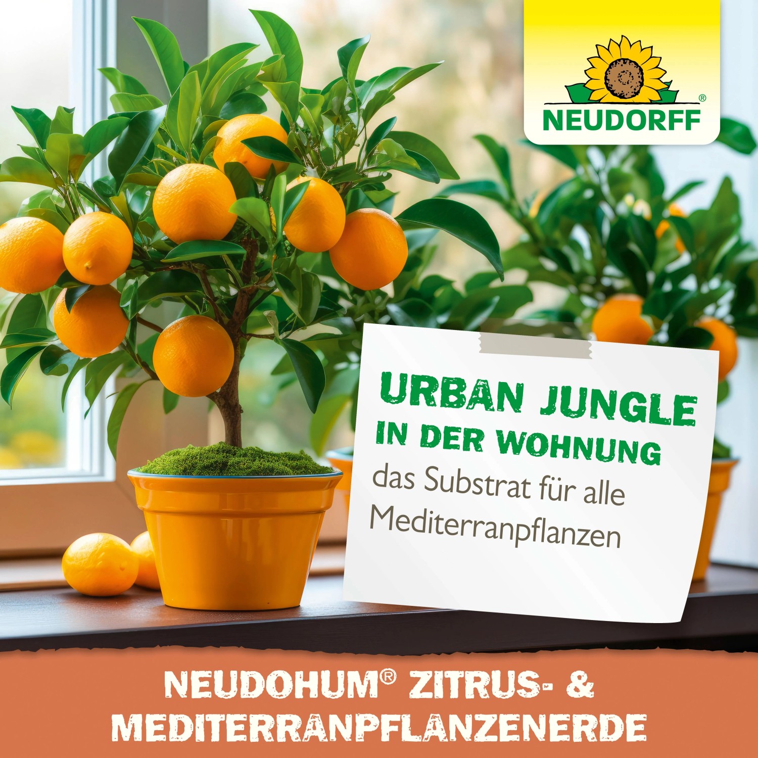 Zitronenbaum in gelbem Topf mit Neudorff Zitruserde. Ideal für mediterrane Pflanzen.