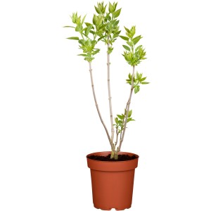 Zwerg-Duftflieder "Tinkerbelle" Rosa Höhe ca. 50 - 60 cm Topf ca. 3,5 l Syringa