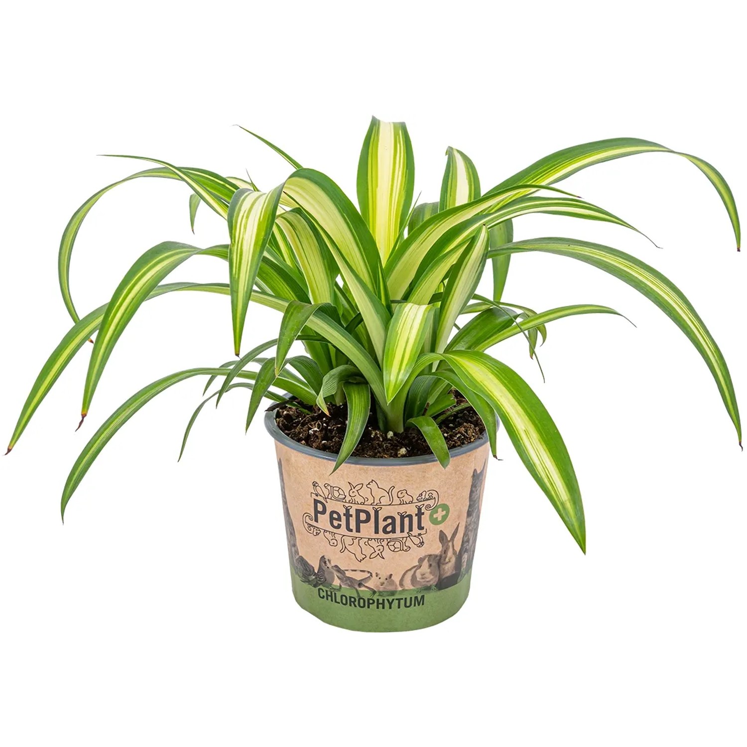 GROW by OBI Grnlilie Hawaiian Hhe ca. 25 cm Topf  12 cm Chlorophytum  Comosum kaufen bei OBI