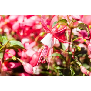 Fuchsie (Fuchsia Hybriden) mit pink-weißen Blüten, ca. 45cm hoch im 14cm Topf.