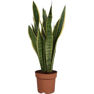 GROW by OBI Bogenhanf Laurentii Topf Ø ca. 17 cm Sansevieria Trifasciata