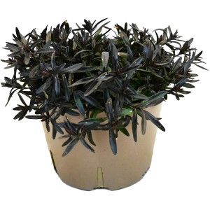 GROW by OBI Heidenelke "Brilliant" im Topf, dunkles Laub. Ideal für Steingärten.