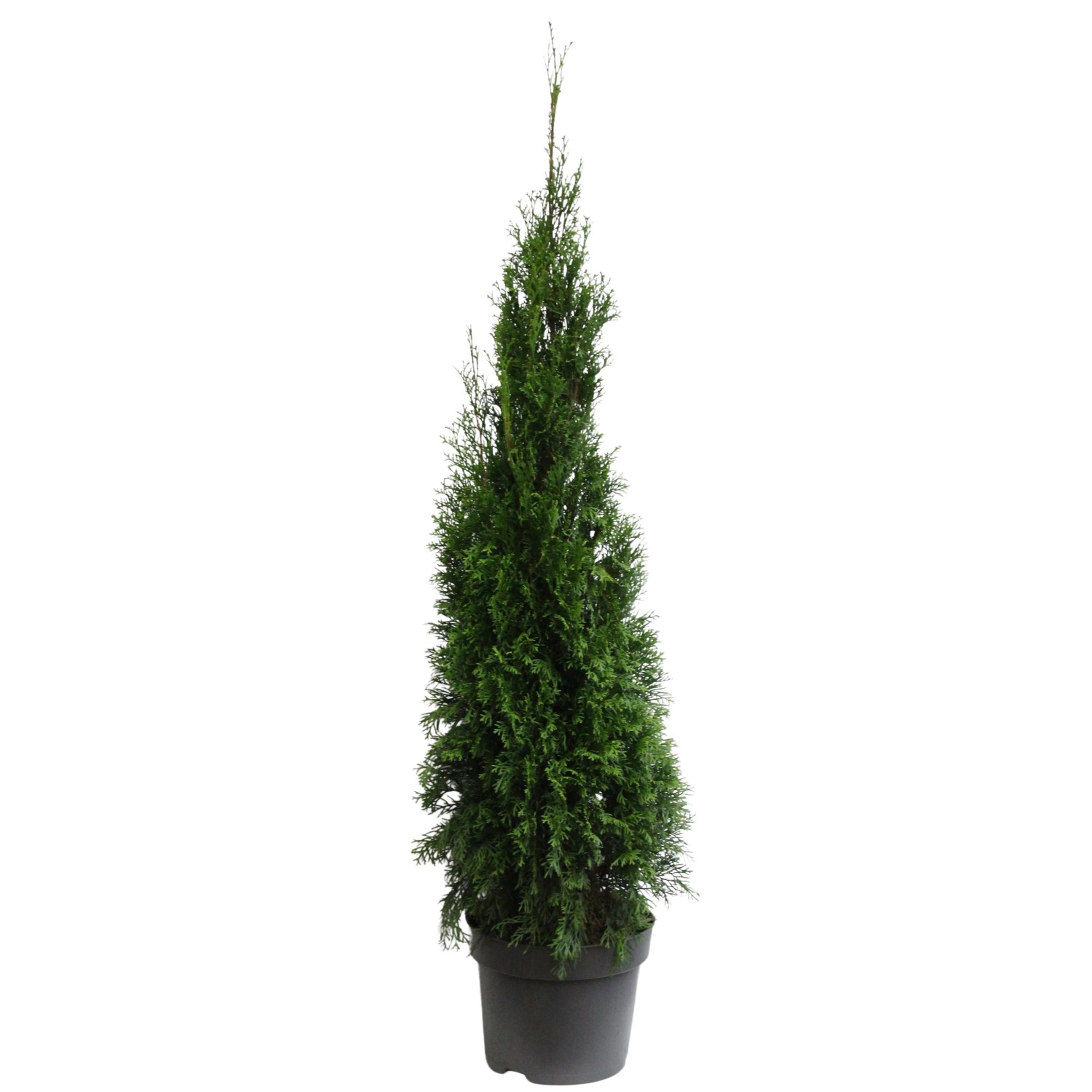 zitronenbaum zimmerpflanze Zitronenbaum Stämmchen 50–60 cm – Citrus Limon im Topf, mediterrane  Kübelpflanze für Balkon & Terrasse