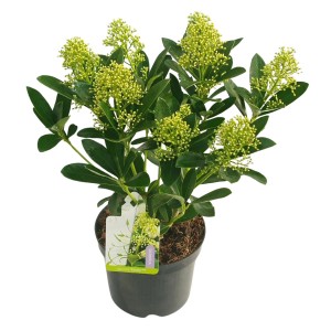 Japanische Skimmie 'Finchy Weiß' im Topf, ca. 10-20 cm hoch, mit weißen Blütenknospen.