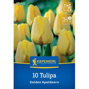 Kiepenkerl Darwin-Hybrid-Tulpe Golden Apeldoorn, gelbe Blüten.