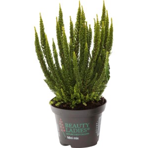 Grüne OBI Laubschöne-Heide Beauty Ladies im Topf, eine immergrüne Calluna für Arrangements.