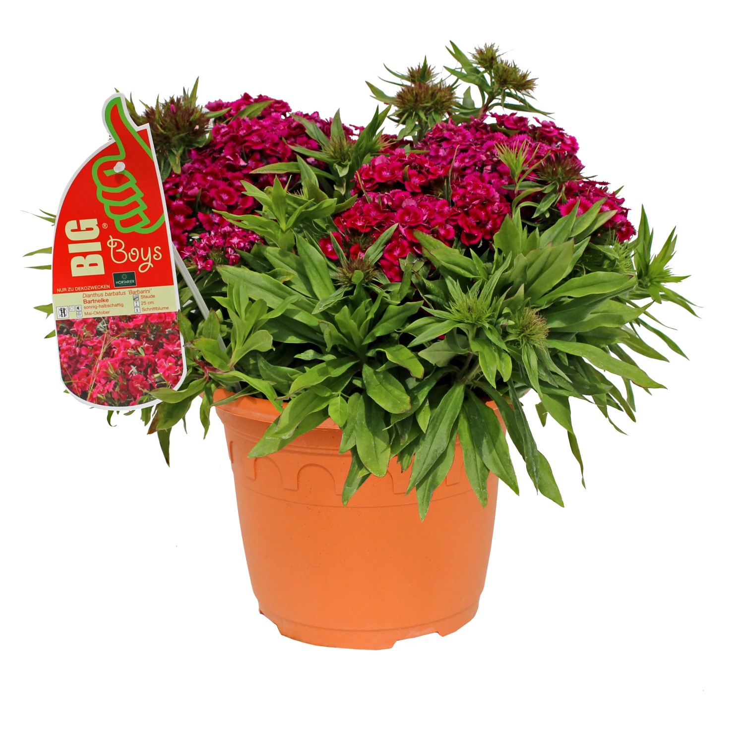 demeter saatgut shop Bio-Gartengemse Samen-Set kaufen
