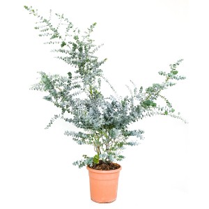 GROW Blaugummibaum im Topf, ca. 25cm hoch. Eucalyptus cinerea mit silbrig-blauem Laub.