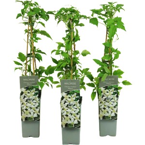 Berg-Waldrebe "Wilsonii" Höhe ca. 40 - 60 cm Topf ca. 2 l Clematis montana