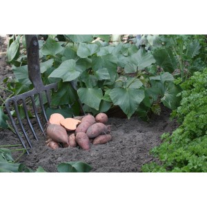 Geerntete Blu Süßkartoffeln (Topf-Ø 12cm) mit Gabel im Gartenbeet.