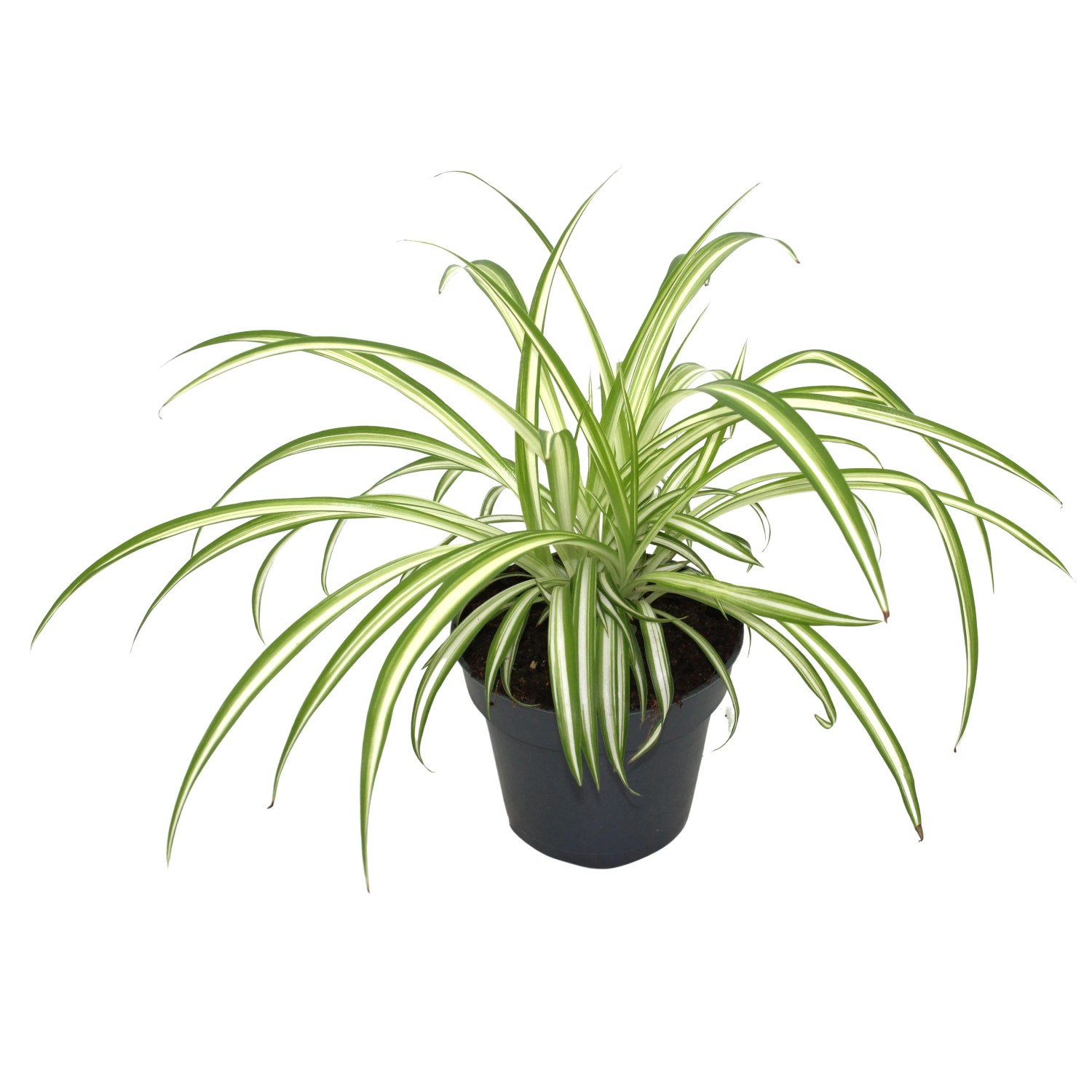 hübsch pflanztopf Übertopf mit Gestell » Blumentopf mit Füßen – DesignWe.Love