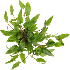 Dennerle Aquariumpflanze Cryptocoryne wendtii grün, Top-Ansicht der Wasserpflanze.