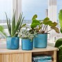 Drei atlantikblaue Elho Übertöpfe Ocean Collection (Ø 16 cm) mit Pflanzen auf einem Tisch vor einem Fenster.