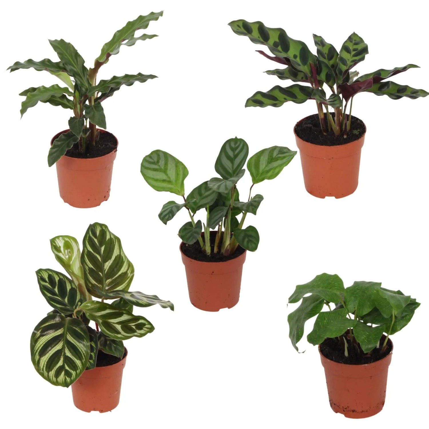 Korbmarante in Sorten Hhe ca. 15 - 20 cm Topf- ca. 7 cm Calathea kaufen  bei OBI