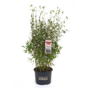 Bambus 'Malachite Monkeys' im Topf, ca. 60 cm hoch, von GROW by OBI.