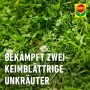 Grüner Rasen mit Unkraut und Gänseblümchen, beworben wird Compo Banvel Quattro AF Rasenunkraut-Vernichter.