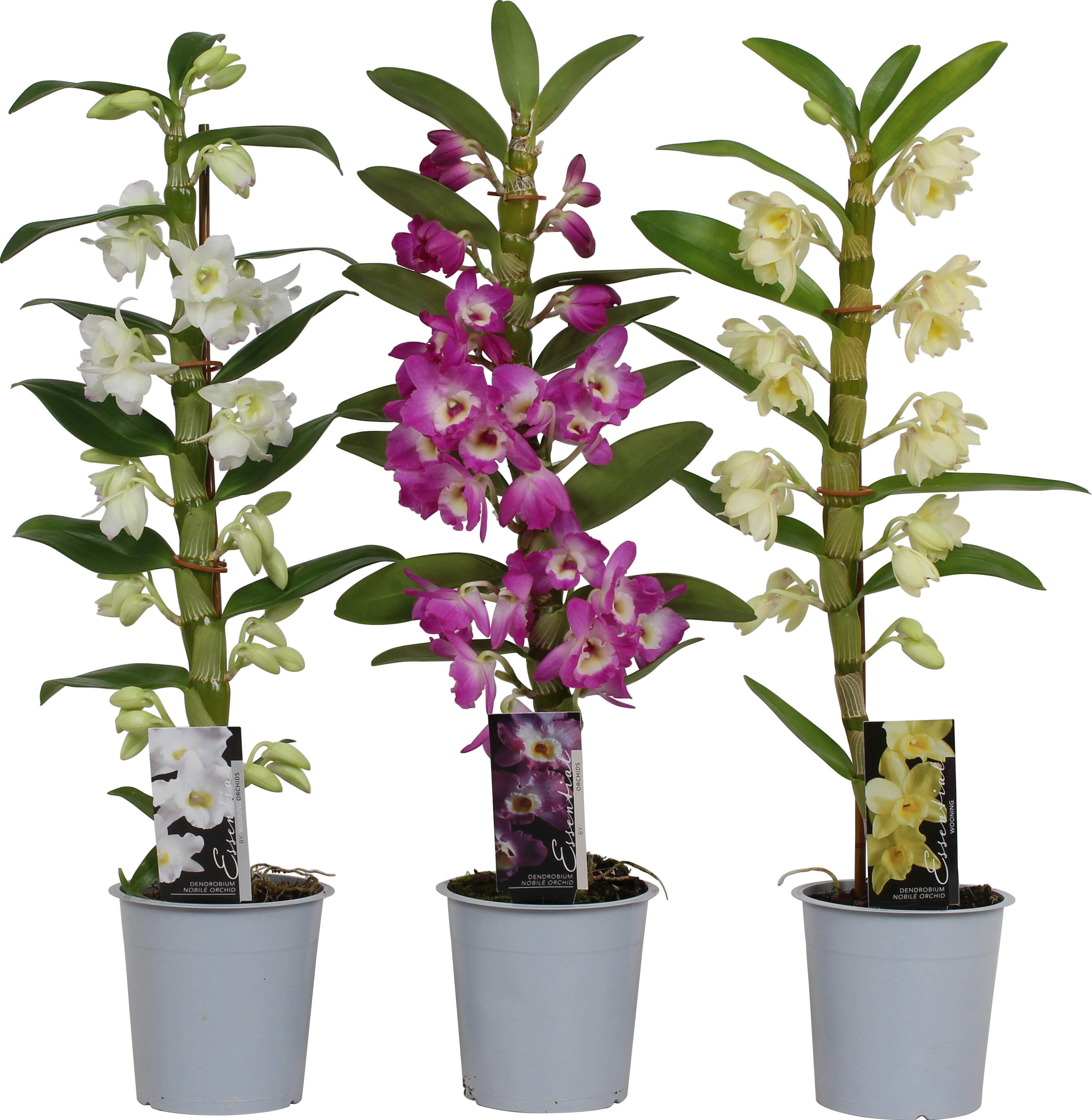 BambusOrchidee sortiert H ca. 4560 cm TopfØ ca. 12 cm Dendrobium