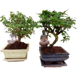 Zwei Bonsai im Topf mit Buddha-Figur, verschiedene Sorten zur Auswahl.