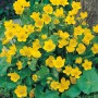 Gelbe Sumpfdotterblume (Caltha palustris) im Topf, ideal für Gartenteiche und Feuchtgebiete.