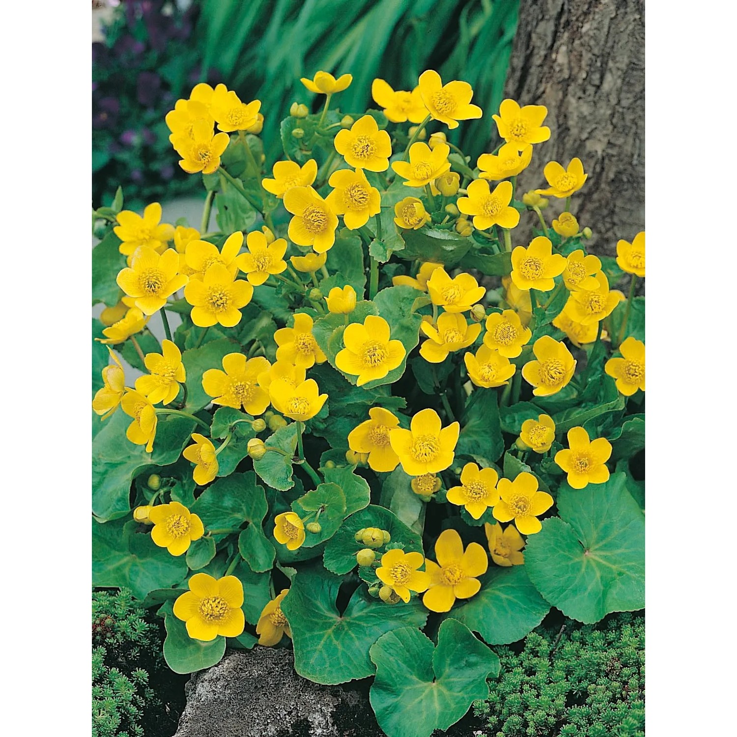 Gelbe Sumpfdotterblume (Caltha palustris) im Topf, ideal für Gartenteiche und Feuchtgebiete.