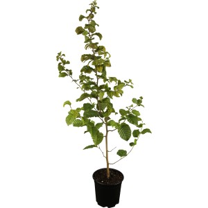 Hainbuche Set à 75 Stück Höhe ca. 60 - 80 cm Carpinus betulus