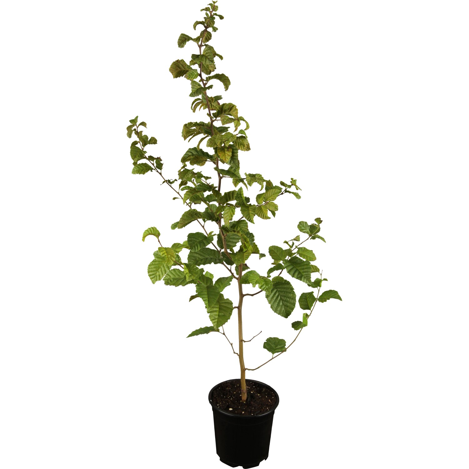 Hainbuche Set à 75 Stück Höhe ca. 60 - 80 cm Carpinus betulus