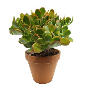 Grüne Sukkulente (Geldbaum) im Terrakotta-Topf, ca. 18 cm Topfgröße.