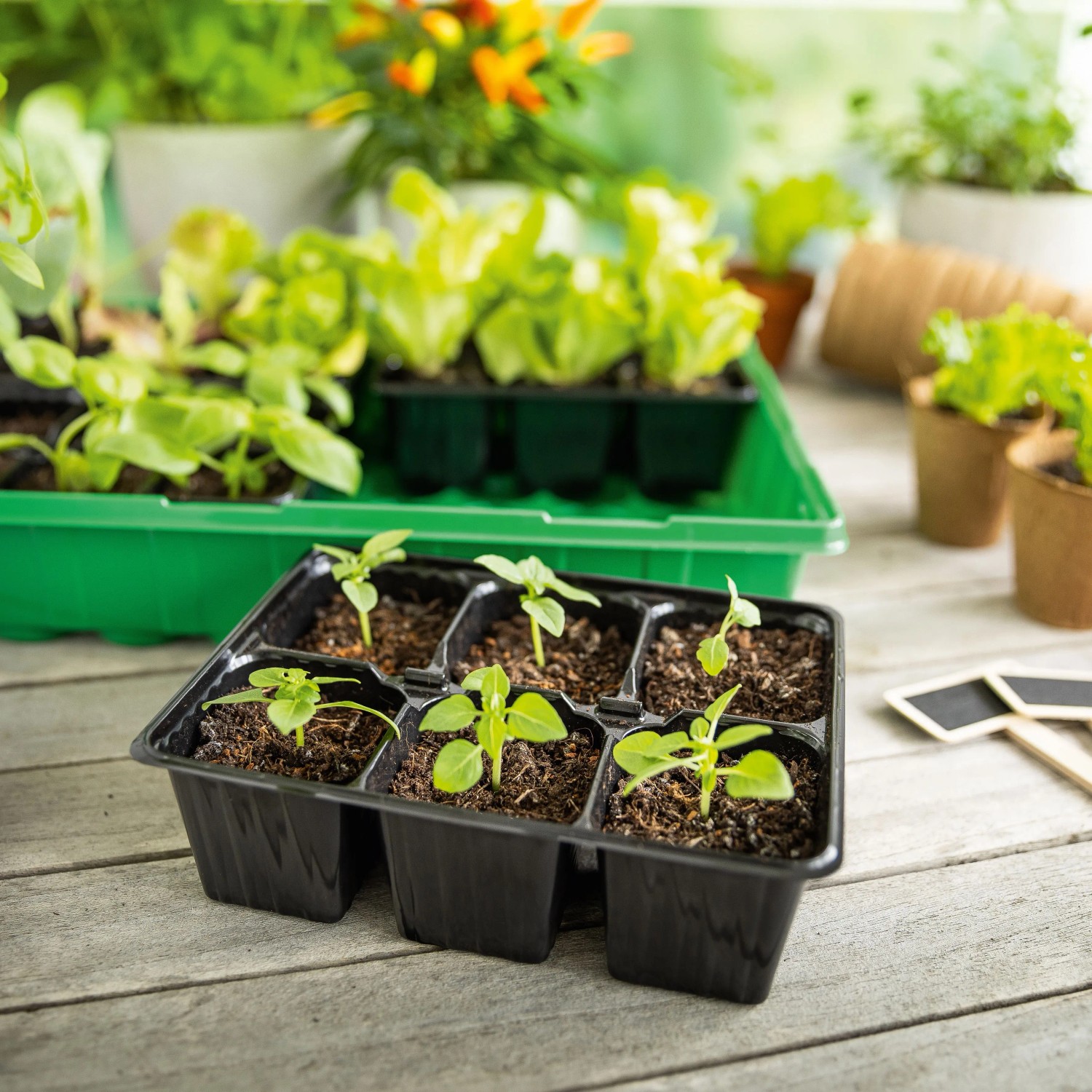 Zimmer-Gewächshaus inklusive 36 Anzuchttöpfen_4