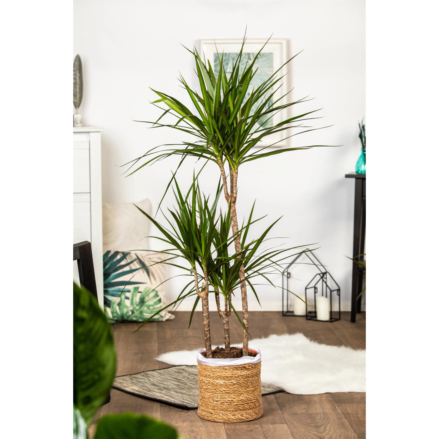 Drachenbaum (Dracaena) im Topf, ca. 19 cm Ø, mit drei Trieben und grünen Blättern.