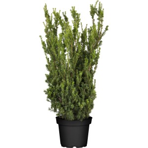 GROW by OBI Becher-Eibe "Hillii" Höhe ca. 50 - 60 cm Topf Taxus media