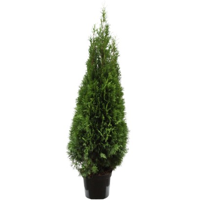 Thuja: Grundlagen zur immergrnen Heckenpflanze | OBI