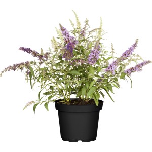 Sommerflieder "Trio" Höhe ca. 30 - 40 cm Topf ca. 6 l Buddleja davidii