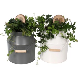 Zwergpfeffer Rocca Scuro in grauer und weißer Zinkkanne, Topfpflanze für Innen.