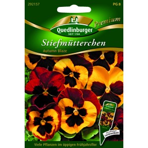 Quedlinburger Stiefmütterchen 'Autumn Blaze' Blumensamen mit rot-gelben Blüten.