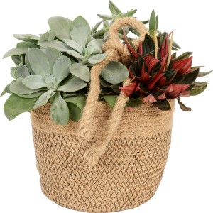 Sukkulenten-Arrangement im Jute-Gefäß (Topf-Ø 19cm) mit Echeveria, Perperomia Rosso und Crassula.