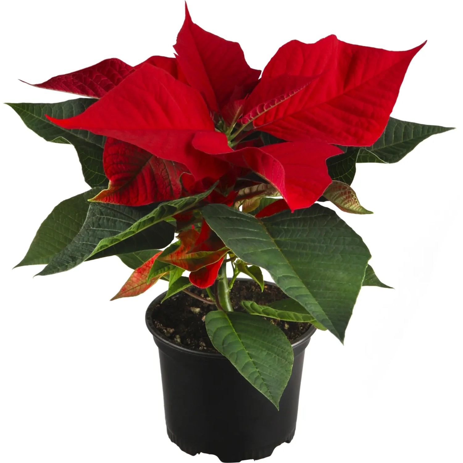 Weihnachtsstern Mini Topf-Ø ca. 6 cm Euphorbia kaufen bei OBI